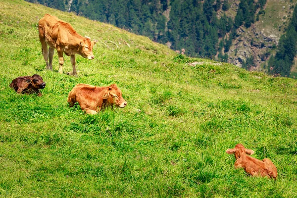 3 borjú és anya zöld legelőn — Stock Fotó