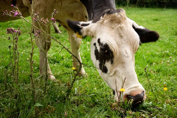 Közelkép Portré Egyetlen Fehér Fekete Holstein Friesian Tehén Legelő Egy — Stock Fotó