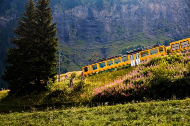 Wengen, Bernese Oberland, İsviçre - 3 Ağustos 2019: Wengernalpbahn 'dan Kleine Scheidegg' den Lauterbrunnen 'e yaz aylarında Alp otlakları arasında inen sarı tren
