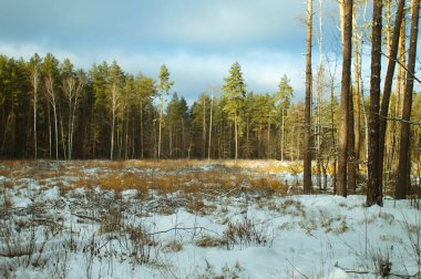 İlkbaharın başlarında ladin ormanında bir manzara. Eriyen karın karşıtlığı vardır