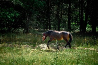 Kırmızı koşumlu bir at ormanda toz topluyor.