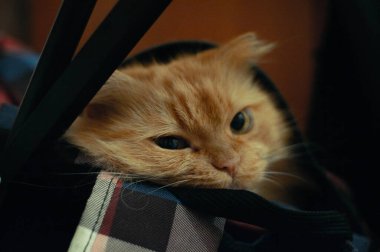 Renkli sırt çantasındaki komik kırmızı kedi yavrusu.