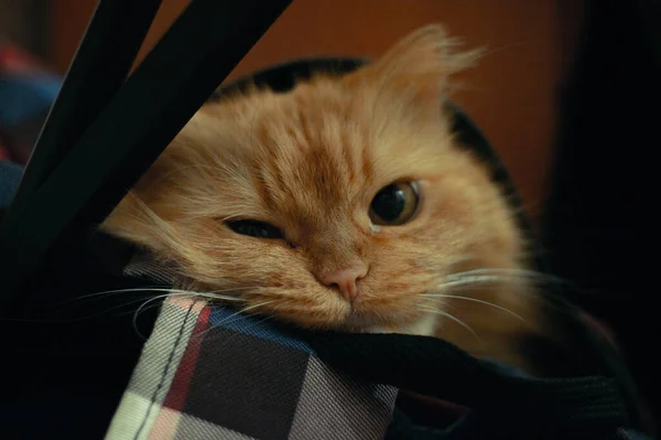 Close up of playing cat looking at a camera while sitting in a backpack