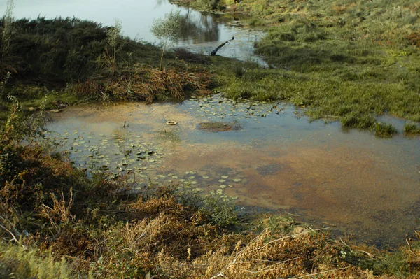 Kontaminované jezero mimo město s plovoucími pneumatikami a řasami Stock Obrázky