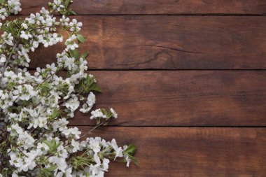 Çiçekleri kiraz, koyu ahşap arka plan bahar. Düz yatıyordu, en iyi görünümü.