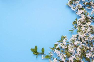 Bahar çiçekleri kiraz mavi zemin üzerine. Düz yatıyordu, en iyi görünümü.