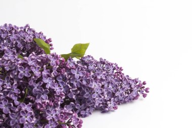 Beyaz bir arka plan üzerinde leylak dalı. Bahar kavramı. Düz yatıyordu, en iyi görünümü.