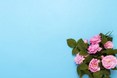 Pembe gül mavi bir arka plan üzerinde. Düz yatıyordu, en iyi görünümü.