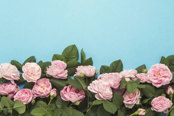Pink roses lined at the bottom of the image on a blue background. Flat lay, top view.