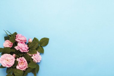 Pembe gül mavi bir arka plan üzerinde. Düz yatıyordu, en iyi görünümü.