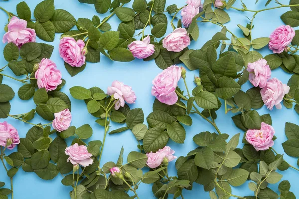 Scattered Pink on a blue background. Pattern. Flat lay, top view.