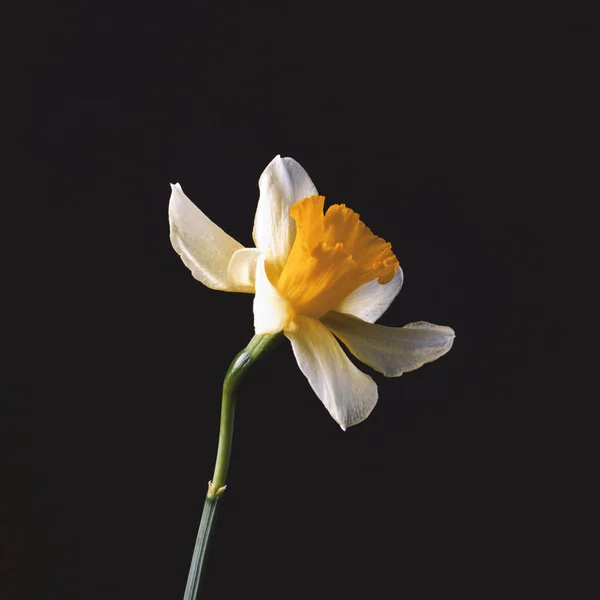 Stijlvolle Minimalistische Stilleven Met Narcissus Een Donkere Achtergrond — Stockfoto