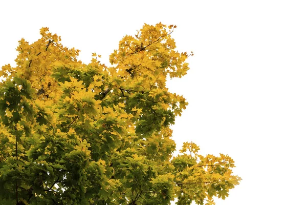Осіннє Жовте Дерево Білому Ізольованому Фоні Концепція Осіннього Початку Осіннього — стокове фото