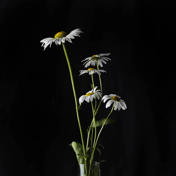 Bouquet Margherite Bianche Sfondo Scuro — Foto Stock