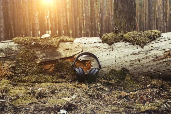 Los Auriculares Encuentran Cerca Árbol Caído Cubierto Musgo Setas Bosque — Foto de Stock