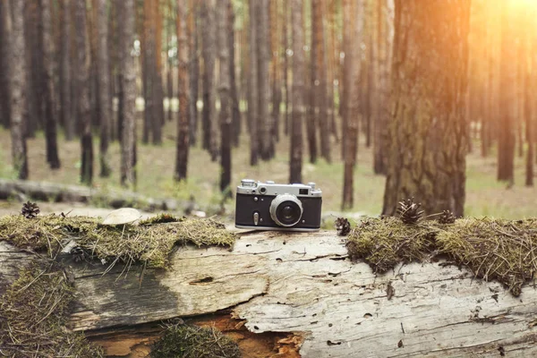 Retro Kamera Auf Einem Umgestürzten Baum Mit Moos Und Pilzen — Stockfoto