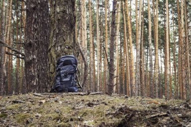 Turist sırt çantası ormandaki bir ağaç tarafından duruyor. Bir yürüyüş gezisi orman veya dağlar kavramı.
