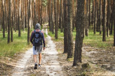Gezgin adam bir sırt çantası ile patikadan bir çam ormanı içinde yürür. Orman ve dağlar'da yürüyüş kavramı.