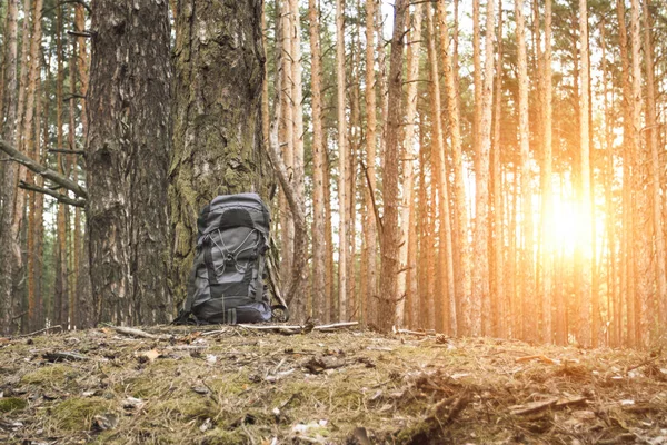 Touristenrucksack Und Eine Plastikflasche Wasser Stehen Baum Wald Konzept Einer — Stockfoto