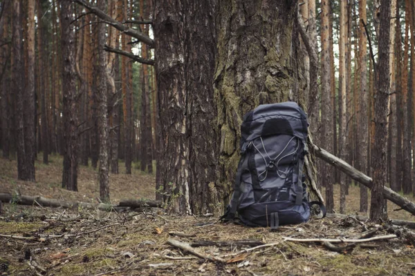 Tourist Backpack Standing Tree Forest Concept Hiking Trip Forest Mountains — Stock Photo, Image