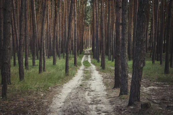 Camino Tierra Bosque Pinos Periodo Verano — Foto de Stock