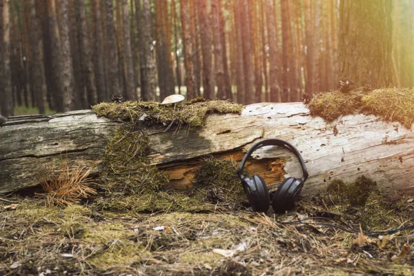Kopfhörer Liegen Der Nähe Eines Umgestürzten Mit Moos Und Pilzen — Stockfoto