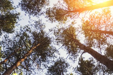 Gün batımında mavi gökyüzü arka plan üzerinde çam ormanı. Alttan üste çekilmiş fotoğrafı.