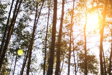 Güneş ışınları şafak çam ormanı içinde parlamasına. Duvar kağıdı veya arka plan kullanılabilir.
