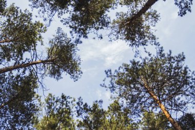 Gün batımında mavi gökyüzü arka plan üzerinde çam ormanı. Alttan üste çekilmiş fotoğrafı.