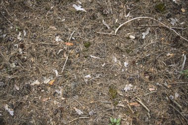 Orman toprak koniler, yosun ve Çam iğneleri ile. Duvar kağıdı veya arka plan kullanılabilir.