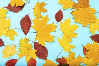 Mavi bir izole arka plan üzerinde dağınık yaprak. Düz yatıyordu, en iyi görünümü.