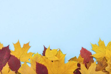 Mavi bir arka plan üzerinde çerçeve alt kısmında dağınık yaprak. Düz yatıyordu, en iyi görünümü.