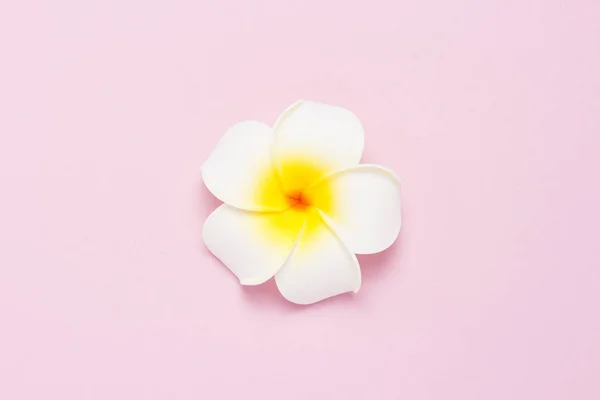 Trópusi Virágok Plumeria Egy Rózsaszín Háttér Wellness Fogalma Trópusokon Turizmus — Stock Fotó