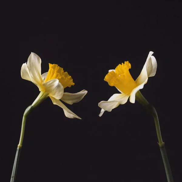 Stylish minimalist still life with Narcissus on a dark background.