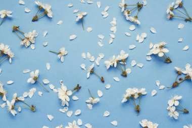 Çiçek ve bahar çiçek açması kiraz yaprakları mavi bir arka plan üzerinde bir düzende düzenlenir. Düz yatıyordu, en iyi görünümü.