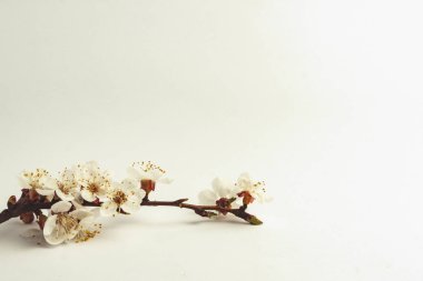 Hafif bir arka plan üzerinde kayısı Şubesi çiçeklenme