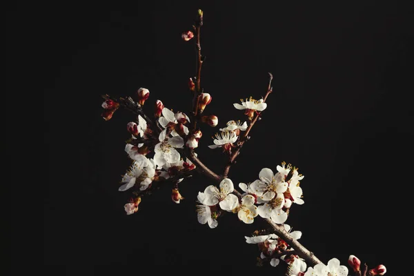 Flowering Apricot Branch On A Black Background