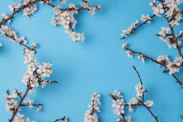Cherry branches with flowers on a bright blue background. Flat lay, top view