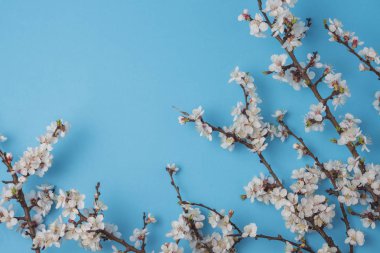 Kiraz dallar çiçek parlak mavi arka plan ile. Düz yatıyordu, en iyi görünümü.
