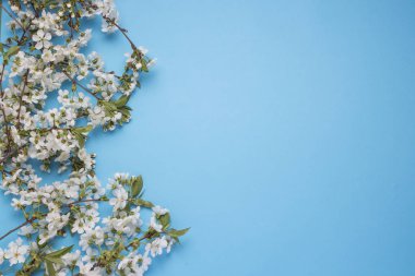 Bahar çiçekleri kiraz mavi zemin üzerine. Düz yatıyordu, en iyi görünümü