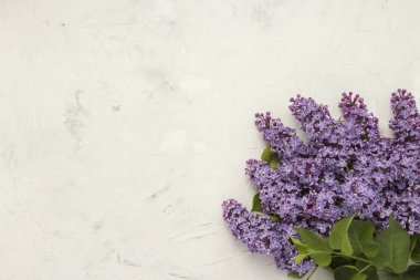 Bir ışık Lila dallarda arka plan taş. Bahar kavramı. Düz yatıyordu, en iyi görünümü