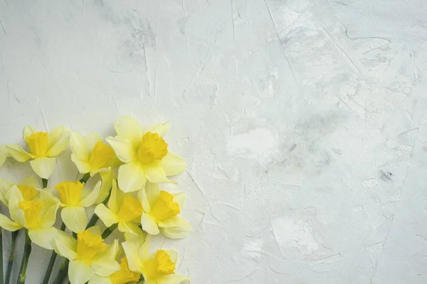 Narcisos amarillos sobre un fondo de piedra blanca. Piso tendido, vista superior — Foto de Stock