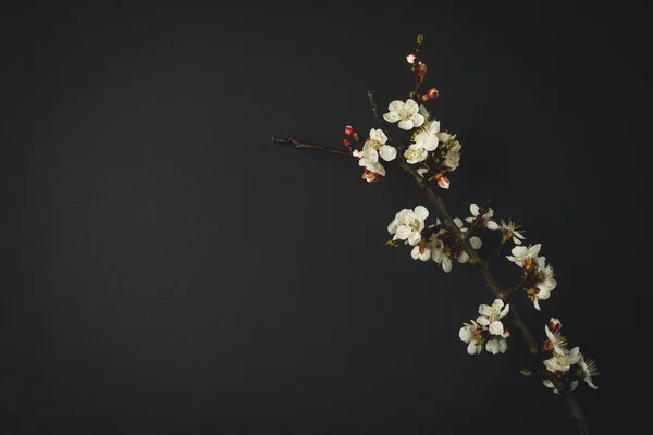 Albicocca fiorita Sprig sullo sfondo nero . — Foto Stock