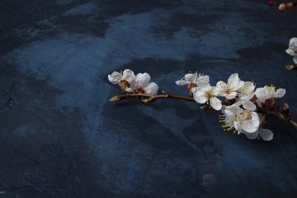 Sprig di fiori di ciliegio su uno sfondo blu scuro — Foto Stock