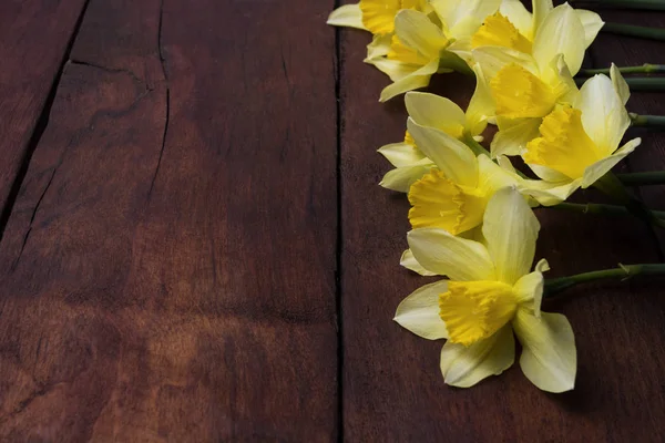 Flor de primavera Narciso sobre un fondo de madera oscura — Foto de Stock