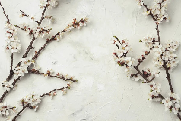 Sprig of cherry flowers on a light stone background. Flat lay, top view