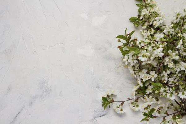 Beyaz taş arka plan bahar kiraz çiçekleri dalı. Düz yatıyordu, en iyi görünümü