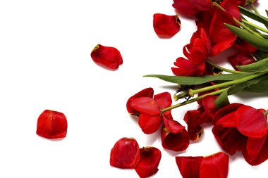 Beyaz bir arka plan üzerinde kırık eski kırmızı lale. Üstten Görünüm, düz lay.