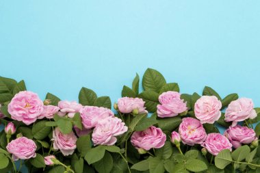 Mavi bir arka plan üzerinde görüntünün altındaki çizgili pembe güller