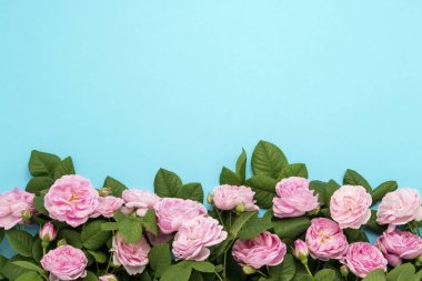 Mavi bir arka plan üzerinde görüntünün altındaki çizgili pembe güller